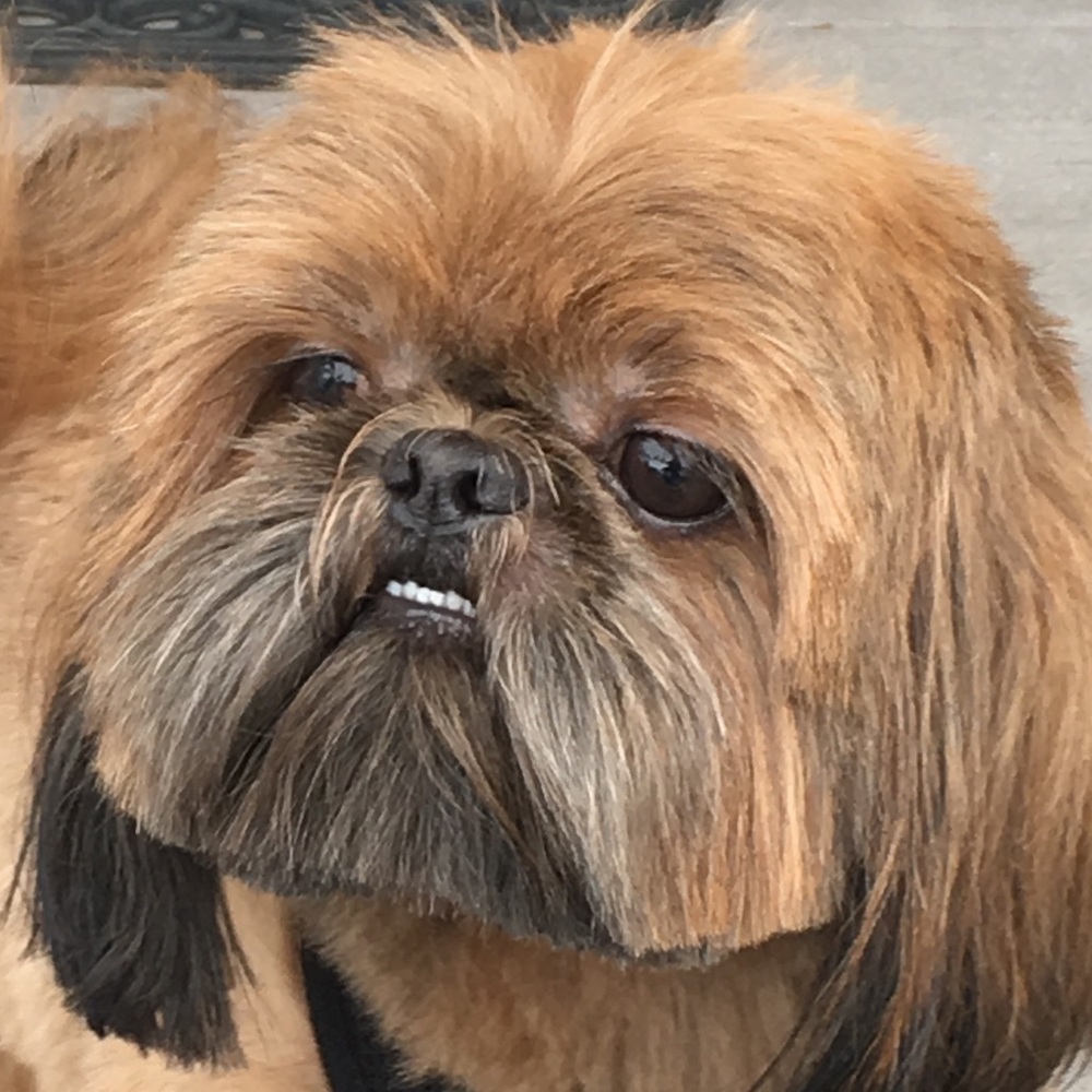 Meet your Posher, Tara